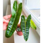 Filodendron / Philodendron Billietiae