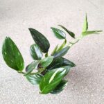 Philodendron 'Cobra' / Monstera Stadleyana M - obrazek 12