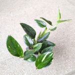 Philodendron 'Cobra' / Monstera Stadleyana M