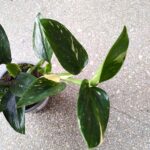 Philodendron 'Cobra' / Monstera Stadleyana M - obrazek 11