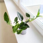 Philodendron 'Cobra' / Monstera Stadleyana M - obrazek 2