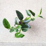 Philodendron 'Cobra' / Monstera Stadleyana M - obrazek 4