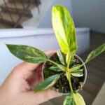 Philodendron/ Filodendron Florida Beauty