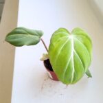 Philodendron Gloriosum