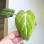 Philodendron Gloriosum - obrazek 11