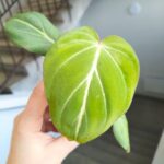 Philodendron Gloriosum - obrazek 3