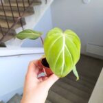 Philodendron Gloriosum - obrazek 15