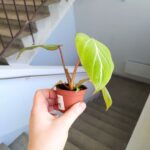 Philodendron Gloriosum - obrazek 17