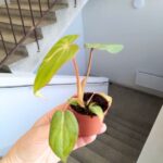 Philodendron Gloriosum - obrazek 13