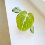 Philodendron Gloriosum - obrazek 5