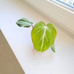 Philodendron Gloriosum - obrazek 12