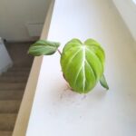 Philodendron Gloriosum - obrazek 7