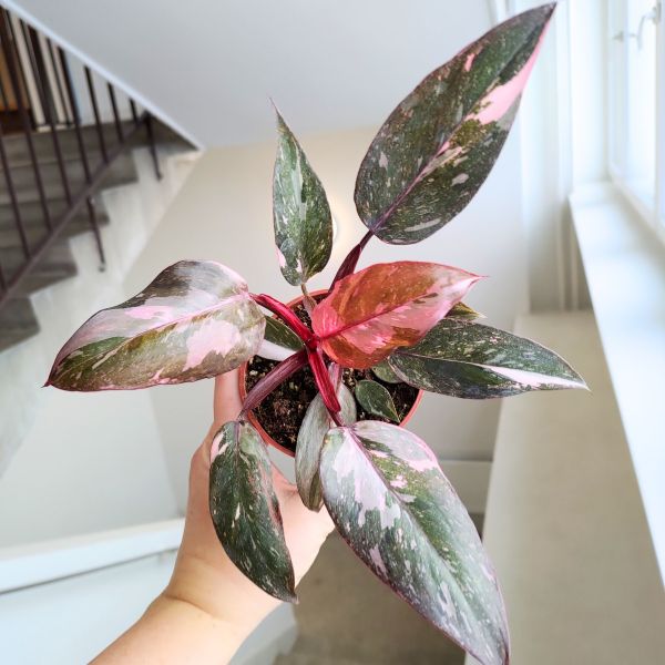 philodendron filodendron pink princess marble (8) Filodendron / Philodendron Pink Princess Marble maluch - obrazek 1