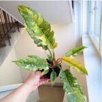 Filodendron / Philodendron Ring of Fire - pięknie wybarwiony - obrazek 11