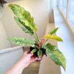 Filodendron / Philodendron Ring of Fire - pięknie wybarwiony - obrazek 8