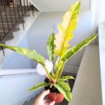 Filodendron / Philodendron Ring of Fire - pięknie wybarwiony - obrazek 6