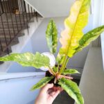 Filodendron / Philodendron Ring of Fire - pięknie wybarwiony - obrazek 7