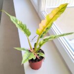 Filodendron / Philodendron Ring of Fire - pięknie wybarwiony - obrazek 9