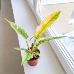 Filodendron / Philodendron Ring of Fire - pięknie wybarwiony - obrazek 15