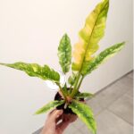 Filodendron / Philodendron Ring of Fire - pięknie wybarwiony - obrazek 14