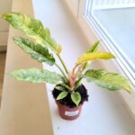 Filodendron / Philodendron Ring of Fire - pięknie wybarwiony - obrazek 10