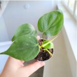 Filodendron / Philodendron scandens s - obrazek 2