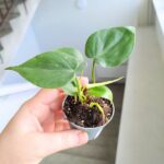 Filodendron / Philodendron scandens s - obrazek 4