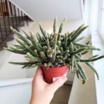 Rhipsalis baccifera Horrida - sukulent