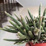 Rhipsalis baccifera Horrida - sukulent - obrazek 2