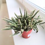 Rhipsalis baccifera Horrida - sukulent - obrazek 5