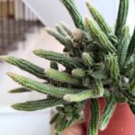 Rhipsalis baccifera Horrida - sukulent - obrazek 4