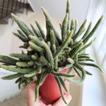 Rhipsalis baccifera Horrida - sukulent - obrazek 6