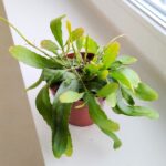 Rhipsalis Red Coral - wiszący sukulent - obrazek 5