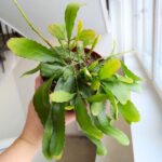 Rhipsalis Red Coral - wiszący sukulent - obrazek 6