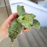 Sansewieria / Sansevieria kirkii Silver Blue - obrazek 2