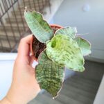 Sansewieria / Sansevieria kirkii Silver Blue - obrazek 7