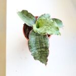 Sansewieria / Sansevieria kirkii Silver Blue - obrazek 6