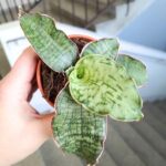 Sansewieria / Sansevieria kirkii Silver Blue - obrazek 5