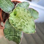 Sansewieria / Sansevieria kirkii Silver Blue