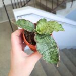 Sansewieria / Sansevieria kirkii Silver Blue - obrazek 3