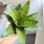 Sansewieria / Sansevieria hahni Frozen