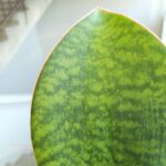 Sansewieria / Sansevieria masoniana CONGO / Whale leaf - obrazek 5