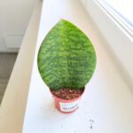 Sansewieria / Sansevieria masoniana CONGO / Whale leaf - obrazek 4