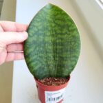 Sansewieria / Sansevieria masoniana CONGO / Whale leaf - obrazek 3