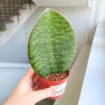 Sansewieria / Sansevieria masoniana CONGO / Whale leaf - obrazek 2