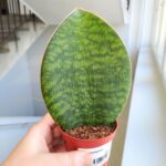 Sansewieria / Sansevieria masoniana CONGO / Whale leaf