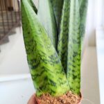 Sansevieria / Sanewieria Zeylanica Musica - obrazek 2