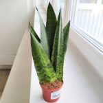 Sansevieria / Sanewieria Zeylanica Musica