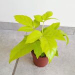 Szeflera / Schefflera Amate Golden - obrazek 3