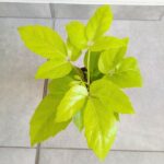 Szeflera / Schefflera Amate Golden
